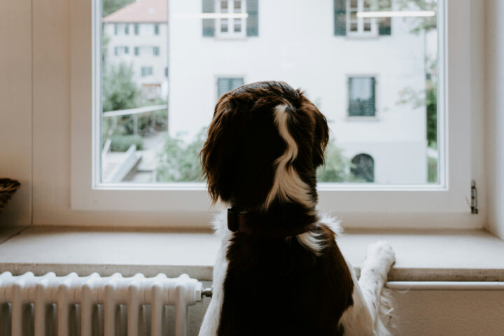 radiator (1)