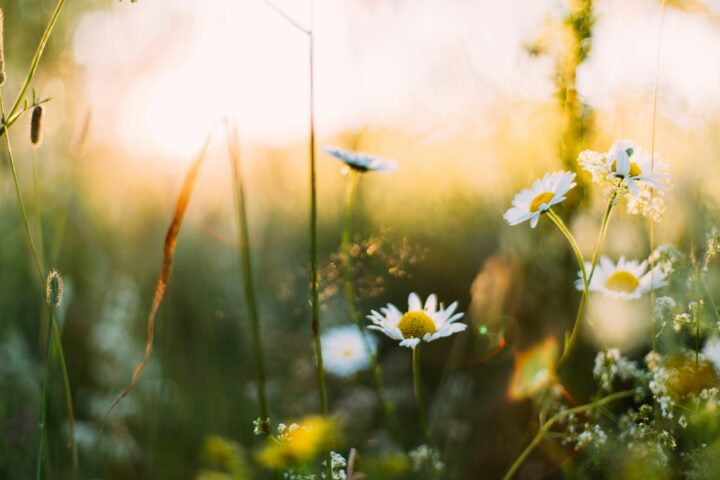 Midsommar 2026